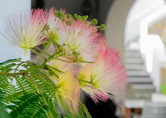 Acacia Bed & Breakfast Ponza