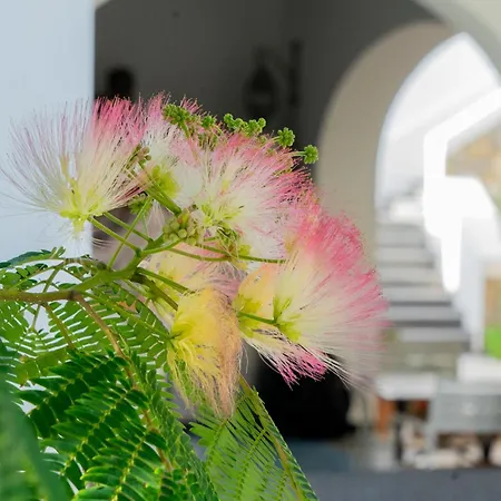 Acacia Bed & Breakfast Ponza